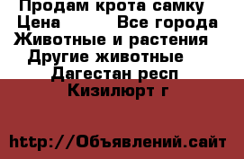 Продам крота самку › Цена ­ 200 - Все города Животные и растения » Другие животные   . Дагестан респ.,Кизилюрт г.